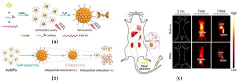 Nanomaterials Free Full Text Luminescent Gold Nanoclusters For Bioimaging Increasing The