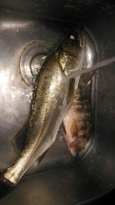 那2次夜釣約會了2條鱸魚，至今難以忘懷 每日頭條