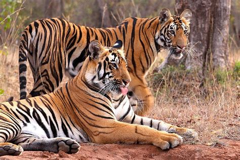 Indias Treasured Tiger Population Increased To 3925 Study Shows