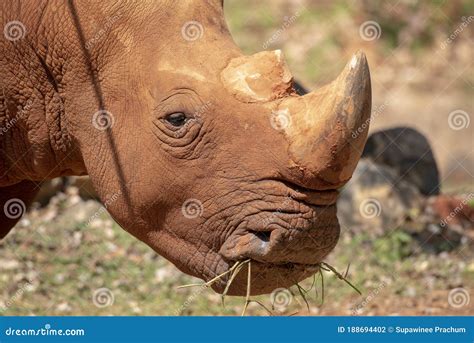 White Rhinoceros is Eating Food Stock Photo - Image of southern ...