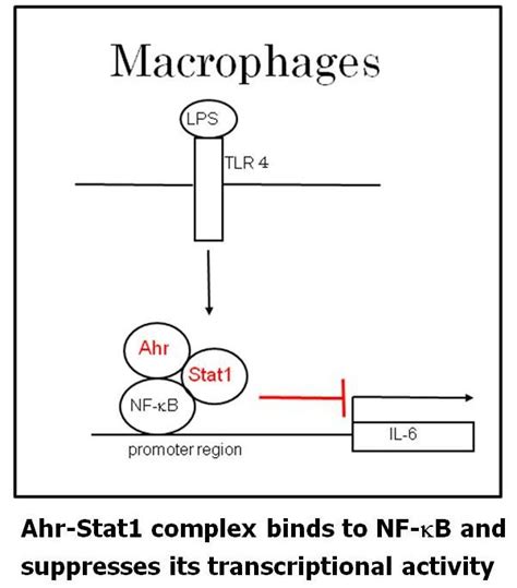 Aryl Hydrocarbon Receptor In Combination With Stat1 Regulates Lps