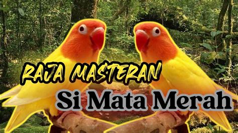 Rajanya Masteran Lovebird Si Berta Berti Gacor Dorrrrr Youtube