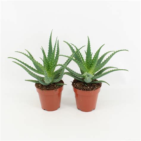 Aloe In Spanish 6
