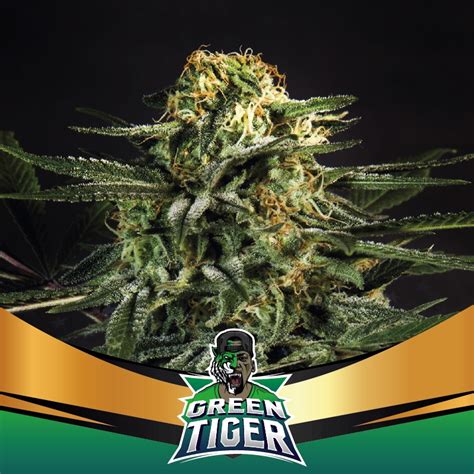 Green Tiger Faster - BSF Seeds | Cannoptikum