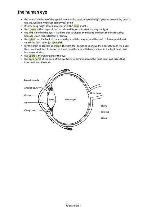 The Human Eye The Hole At The Front Of The Eye Is Known As The Pupil