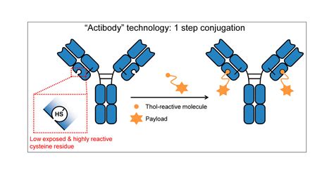 One Step Conjugation Method For Site Specific Antibodydrug Conjugates