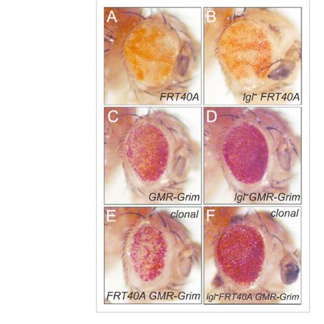 Schematic Regulation Of Swh Signaling By Apico Basal Cell Polarity Download Scientific Diagram