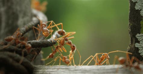 37 Fun And Interesting Facts About Ants Scifaqs