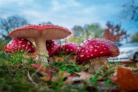 Edible Stipe Of Amanita Muscaria The Fly Agaric