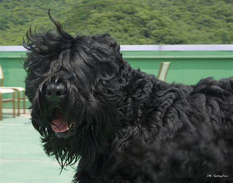 Black Russian Terrier Breed Guide Learn About The Black Russian Terrier