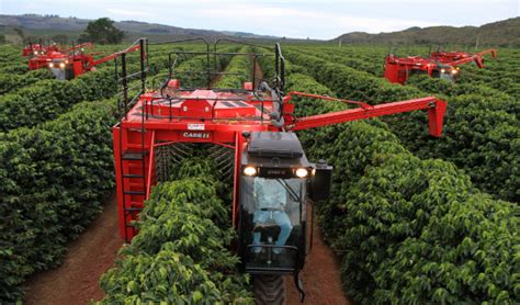 El Proceso Del Café De La Flor A La Taza