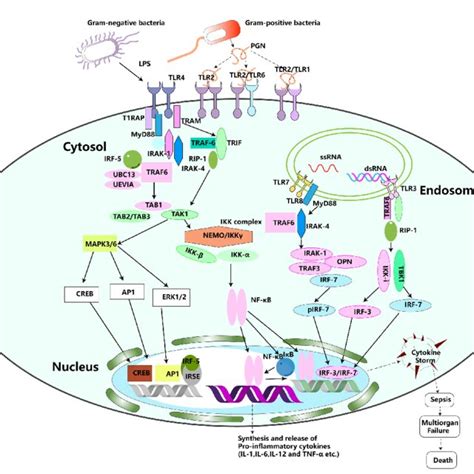 Tlr Signaling Pathways Download Scientific Diagram