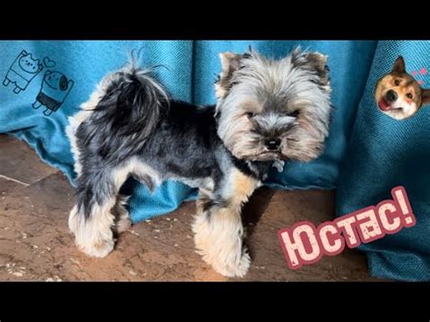 Собака играет с ПОП ИТ!!😱🐶 #челлендж #собака #dogblog #видео # ...