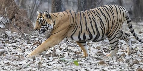 india-tiger-2 - Five Zero Safaris