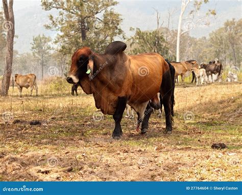 red brahman zebu bull Coloso