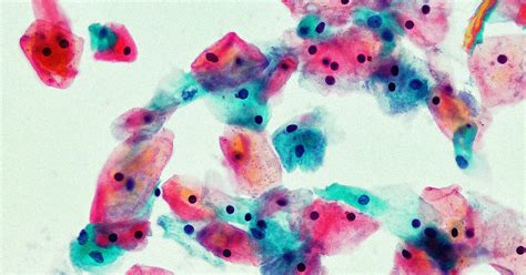 Scientists Have Created A Vagina On A Chip