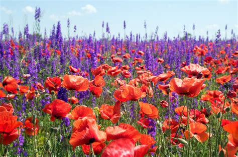 Papaveri Rossi Di Fioritura E Fiori Porpora Nel Campo Fotografia Stock