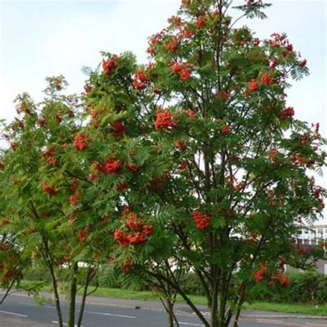 Sorbus aucuparia - Alchetron, The Free Social Encyclopedia