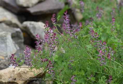 Common Fumitory Fumaria Officinalis Subsp Wirtgenii Species