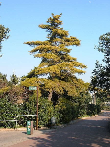 The lonesome pines: a third of conifer species put on endangered list ...