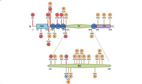 Post Translational Modifications Of Hsf1 In Relation To The Functional