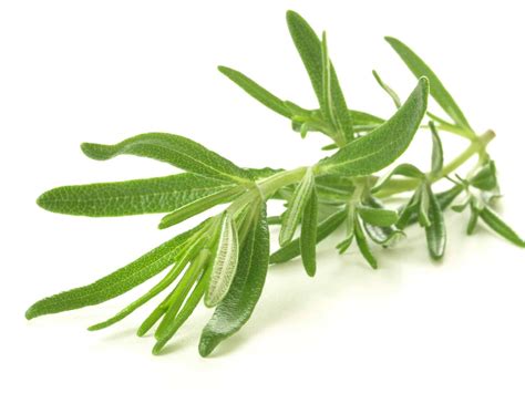 #phytoABC - Rozmaring - Phytokert