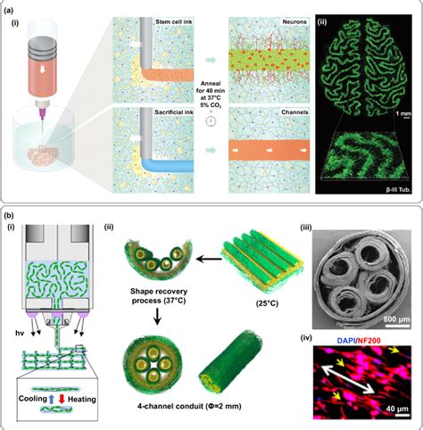 D Printing Of Functional Bioengineered Constructs For Neural