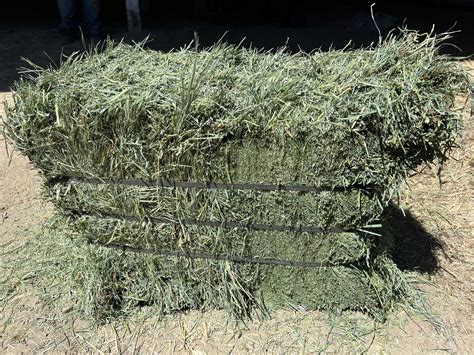 Orchard Alfalfa Blend Hay Ratzlaff Farms