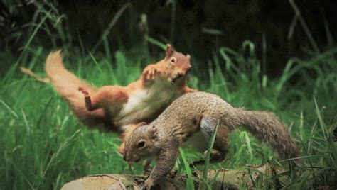 Red Squirrel Launches Itself At Grey Squirrel In Viral Photo Fox 10