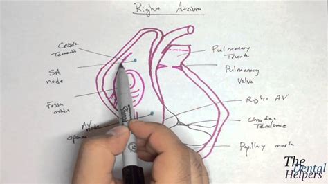 Gross Anatomy Right Atrium Youtube