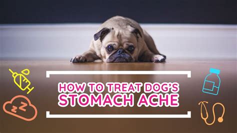 🔥tips And Complete Guide How To Treat Stomach Ache Of A Dog How To