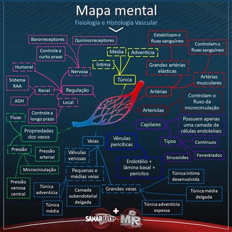 Arriba 75 Imagen Mapa Mental De La Anatomia Y Fisiologia Humana