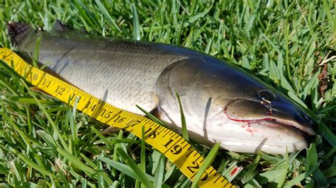 Flipping For Bowfin In Depth Outdoors