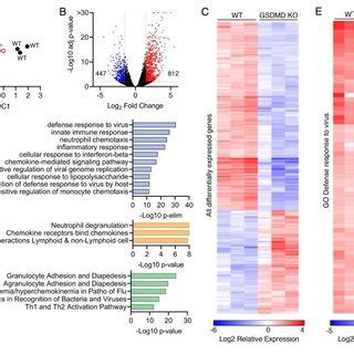 GSDMD Is Associated With Inflammatory Gene Expression Programs A