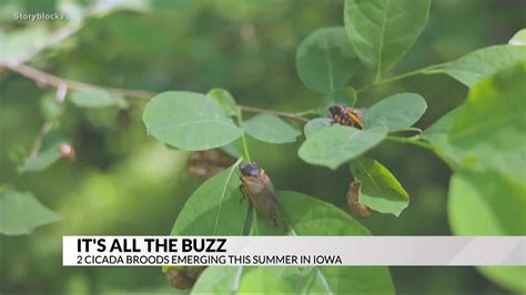 Two Cicada Broods Emerging In Iowa Abc 6 News