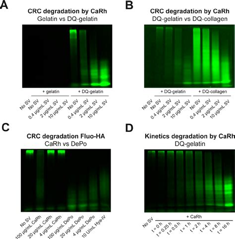 Figure From Monitoring Snake Venom Induced Extracellular Matrix