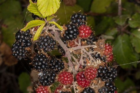 Rubus Ulmifolius