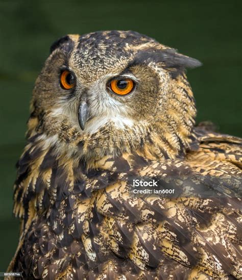 Burung Hantu Elang Eropa Foto Stok Unduh Gambar Sekarang Afrika