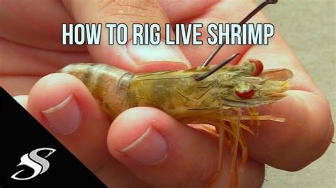 How To Rig Live Shrimp For Fishing Most Effective Technique Youtube