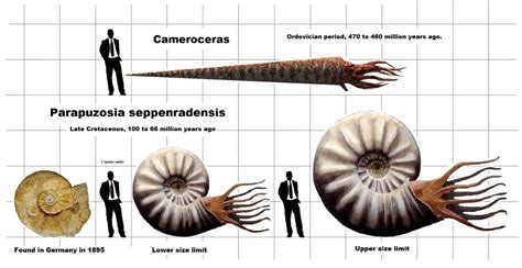 Cronicasdefauna On Twitter Rt Extinct Animais Two Of The Largest