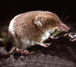 Pygmy Shrew – A guide to Irelands protected habitats & species