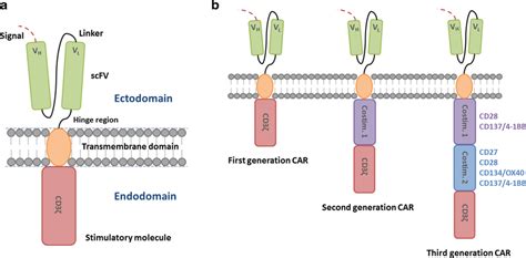 A Chimeric Antigen Receptor Car Cars Consist Of Four Main