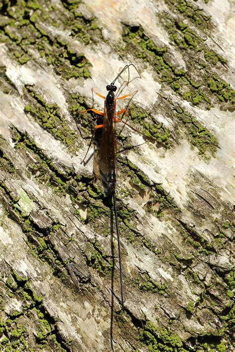 Dolichomitus Sp October Svanemosen Kolding Denmark Erland