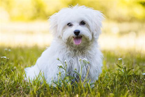 5 raças de cachorros pequenos conheça as características de cada uma