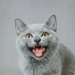 Laughing cat Meme Generator - Imgflip