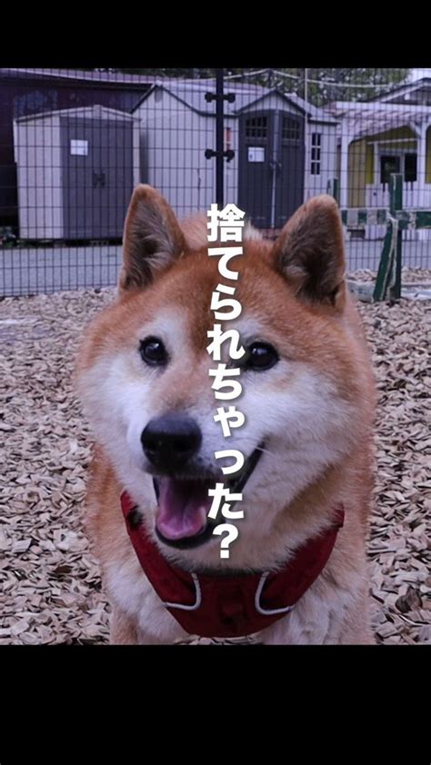 ピースワンコ・ジャパン On Twitter 病気だから捨てちゃったの？ ピースワンコ 保護犬