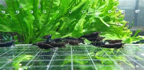 Amazon Black Rose Shrimps Live Freshwater Shrimp Aquarium