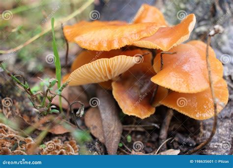 Armillaria Mellea Nmente Conocida Como Hongo De Miel En El Jard N