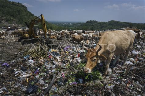 WASPADA SAPI PEMAKAN SAMPAH ANTARA Foto