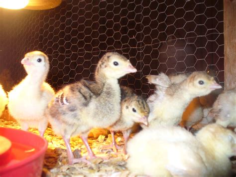 Across The Creek Farm Blind Turkey Poults